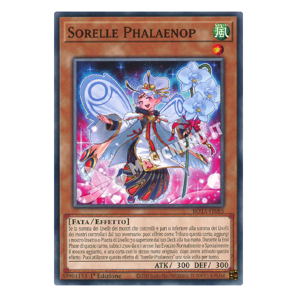 Sorelle Phalaenop comune