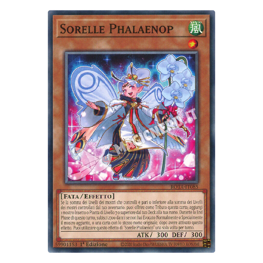 Sorelle Phalaenop comune